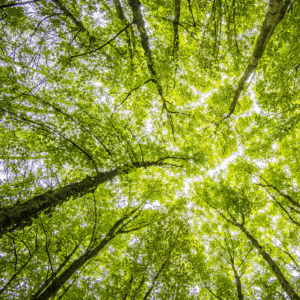 engagements environnementaux, valeur éthique